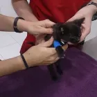 La imagen 1 de la Empresa SOCIEDAD PROTECTORA DE ANIMALES Y PLANTAS DE MADRID Organizaciones No Gubernamentales en Madrid M