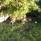 La imagen 2 de la Empresa SOCIEDAD PROTECTORA DE ANIMALES Y PLANTAS DE MADRID Organizaciones No Gubernamentales en Madrid M
