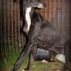 La imagen 3 de la Empresa SOCIEDAD PROTECTORA DE ANIMALES Y PLANTAS DE MADRID Organizaciones No Gubernamentales en Madrid M