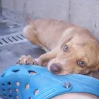 La imagen 4 de la Empresa SOCIEDAD PROTECTORA DE ANIMALES Y PLANTAS DE MADRID Organizaciones No Gubernamentales en Madrid M