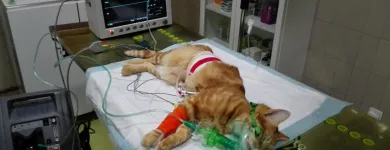 La imagen 6 de la Empresa CLÍNICA VETERINARIA CONDE DUQUE Veterinarios y Farmacias Veterinarias en Madrid M