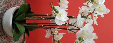 La imagen 7 de la Empresa FLORISTERÍA LA CAMELIA Industrias y Agricultura en Santa Cruz de Tenerife TF