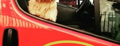 La imagen 2 de la Empresa HUSSE Animales De CompaÑia Alimentos: Fabricantes Y Mayoristas en Madrid M