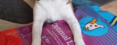 La imagen 6 de la Empresa HUSSE Animales De CompaÑia Alimentos: Fabricantes Y Mayoristas en Madrid M