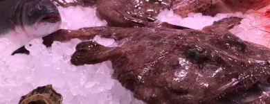 La imagen 16 de la Empresa LA MAROTECA PESCADO SALVAJE ARIBAU Restaurantes Mediterráneos en Barcelona B