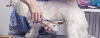 La imagen 3 de la Empresa PELUDETES DE CARMEN Productos y Servicios de Cuidado Personal en Madrid M