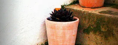 La imagen 2 de la Empresa SATIVA JARDINERS Jardineria: Empresas De Servicios en Sant Pol de Mar B