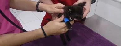 La imagen 1 de la Empresa SOCIEDAD PROTECTORA DE ANIMALES Y PLANTAS DE MADRID Organizaciones No Gubernamentales en Madrid M