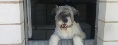 La imagen 5 de la Empresa SOCIEDAD PROTECTORA DE ANIMALES Y PLANTAS DE MADRID Organizaciones No Gubernamentales en Madrid M