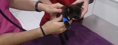 La imagen 6 de la Empresa SOCIEDAD PROTECTORA DE ANIMALES Y PLANTAS DE MADRID Organizaciones No Gubernamentales en Madrid M