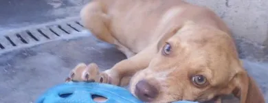 La imagen 8 de la Empresa SOCIEDAD PROTECTORA DE ANIMALES Y PLANTAS DE MADRID Organizaciones No Gubernamentales en Madrid M