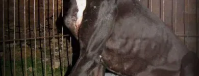 La imagen 9 de la Empresa SOCIEDAD PROTECTORA DE ANIMALES Y PLANTAS DE MADRID Organizaciones No Gubernamentales en Madrid M