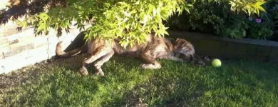La imagen 10 de la Empresa SOCIEDAD PROTECTORA DE ANIMALES Y PLANTAS DE MADRID Organizaciones No Gubernamentales en Madrid M