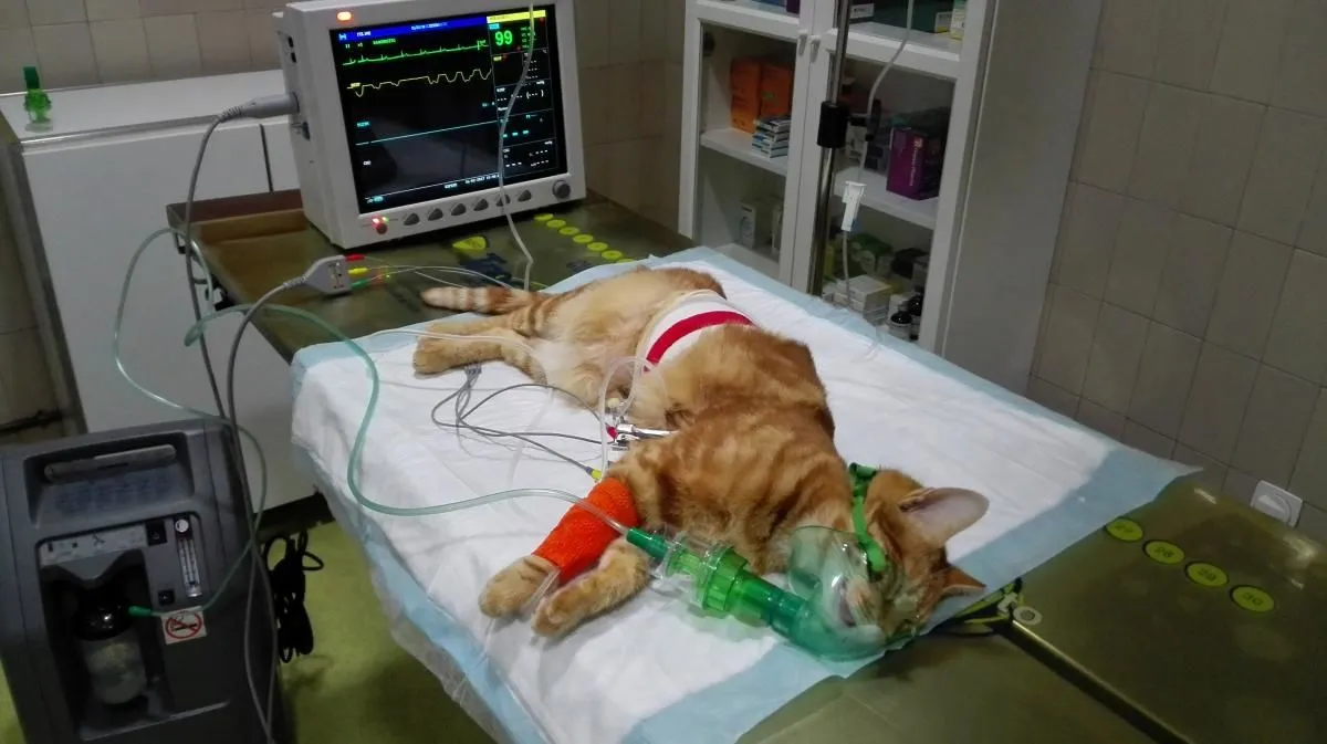 La imagen 6 de la Empresa CLÍNICA VETERINARIA CONDE DUQUE