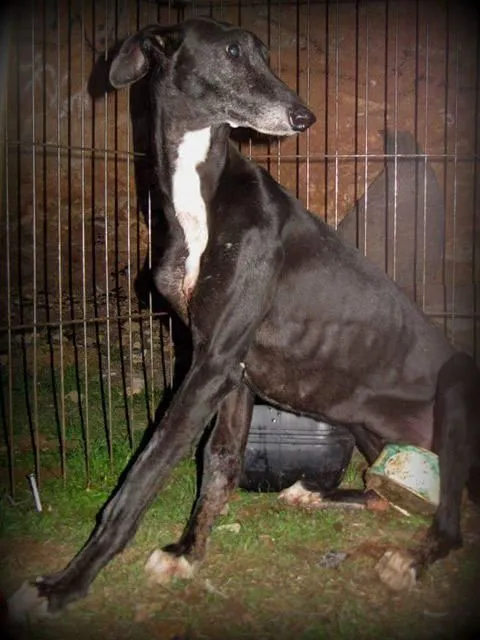 La imagen 3 de la Empresa SOCIEDAD PROTECTORA DE ANIMALES Y PLANTAS DE MADRID