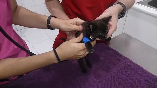 La imagen 1 de la Empresa SOCIEDAD PROTECTORA DE ANIMALES Y PLANTAS DE MADRID