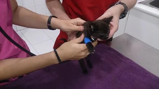 La imagen 6 de la Empresa SOCIEDAD PROTECTORA DE ANIMALES Y PLANTAS DE MADRID