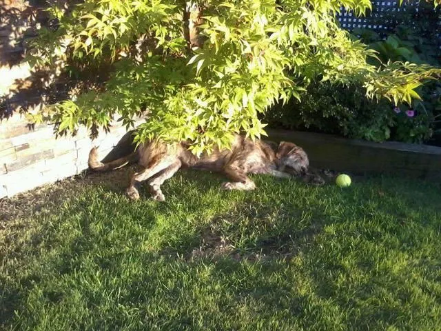 La imagen 2 de la Empresa SOCIEDAD PROTECTORA DE ANIMALES Y PLANTAS DE MADRID