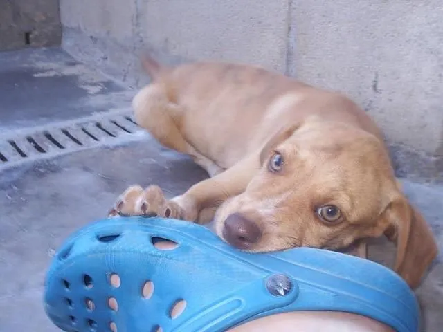 La imagen 4 de la Empresa SOCIEDAD PROTECTORA DE ANIMALES Y PLANTAS DE MADRID