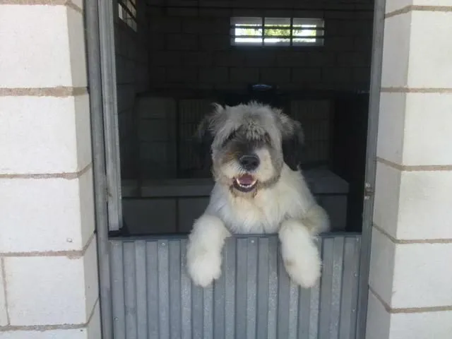La imagen 5 de la Empresa SOCIEDAD PROTECTORA DE ANIMALES Y PLANTAS DE MADRID