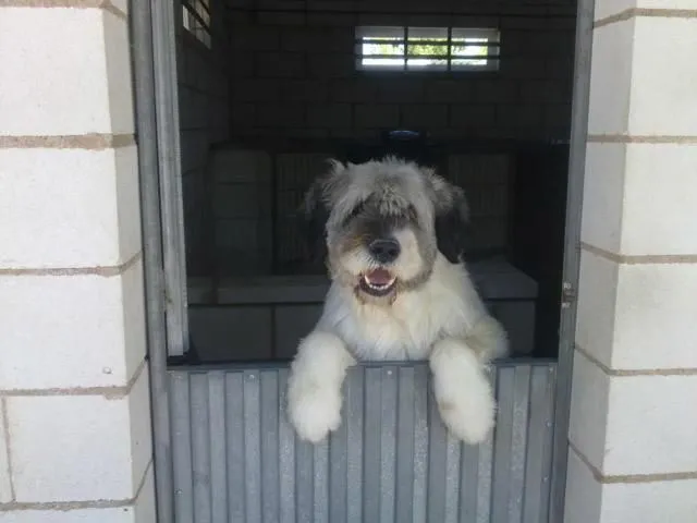 La imagen 7 de la Empresa SOCIEDAD PROTECTORA DE ANIMALES Y PLANTAS DE MADRID